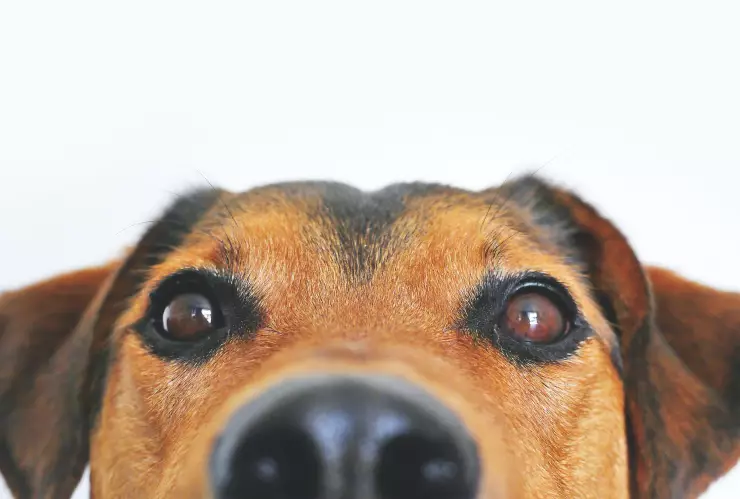 Día Mundial del Perro