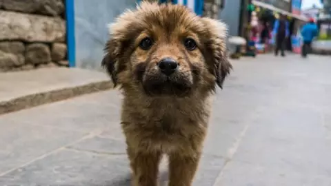 coahuila prohibe mascota azotea