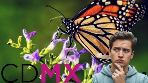Llega la mariposa Monarca a México y este es el pueblo cerca de CDMX donde se ven más bonitas