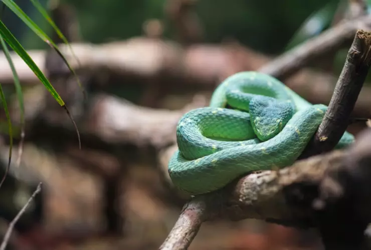 Temporada de serpientes: Las 3 plantas que las ahuyentan porque no soportan el olor
