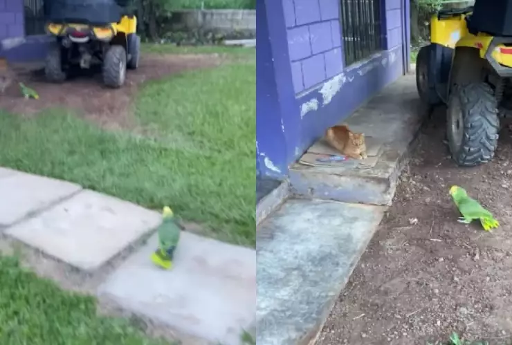 Loro canta cancion de Jesse & Joy.