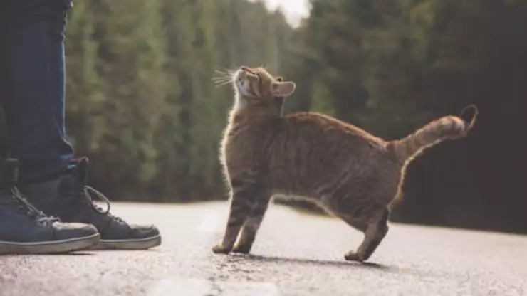 
Qué significa que tu gato se te pase entre las piernas 
