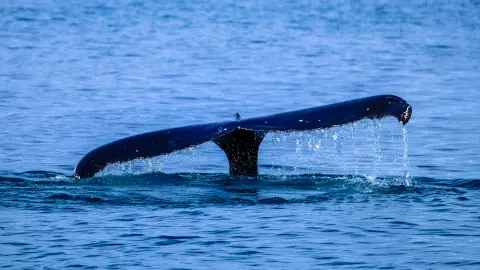 ¿Cuándo es el avistamiento de ballenas en Jalisco?