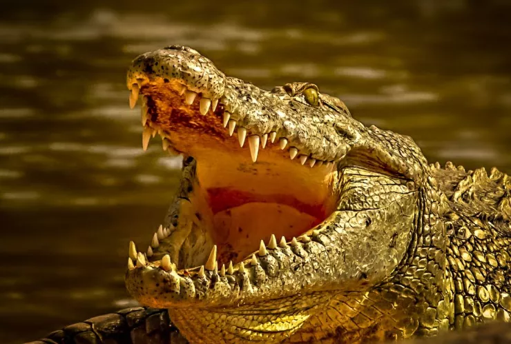 Cocodrilo devora ganado al sur de Veracruz