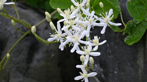 plantas trepadoras