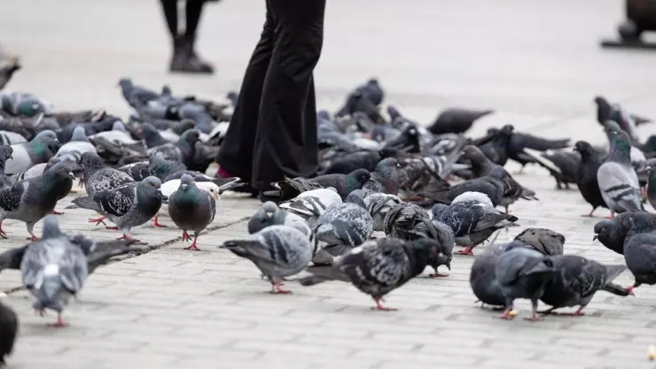 No alimentar a las palomas