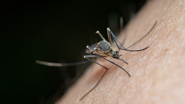 Primera mu3rte por dengue en Querétaro durante 2026