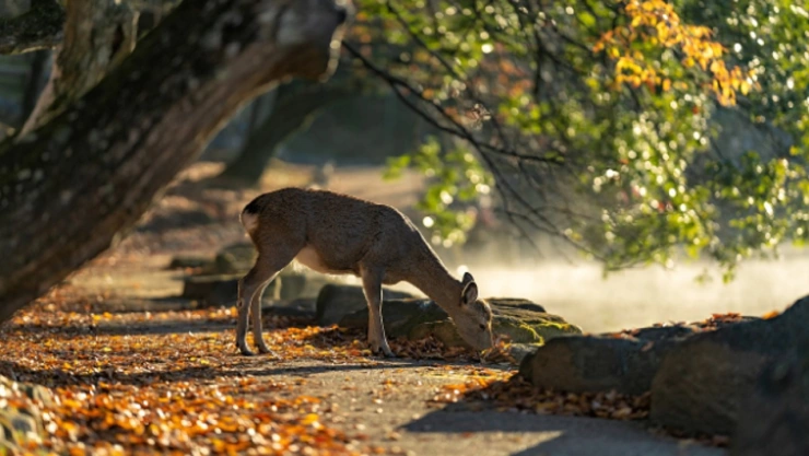 apedrean venado leon
