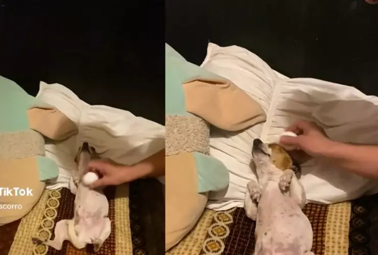 Le pasan el huevo a perrito embrujado