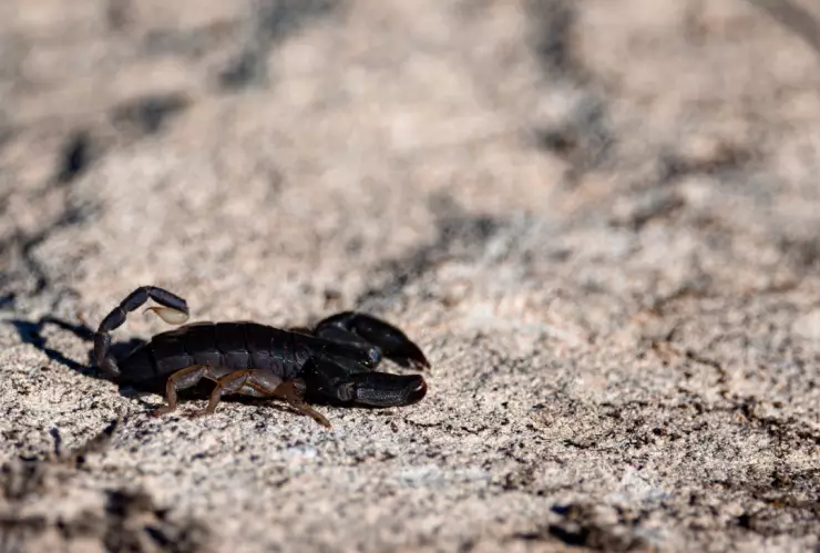 Comprobado: Esta es la zona donde están los alacranes más venenosos