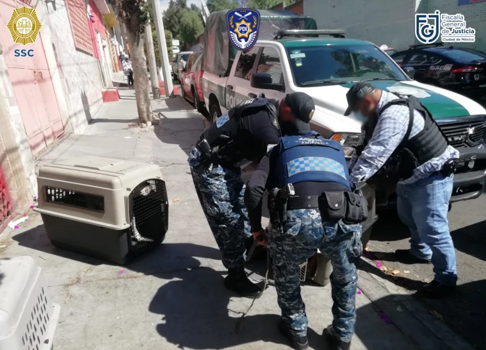 rescatan-perritos-maltratados-gustavo-a-madero.jpg
