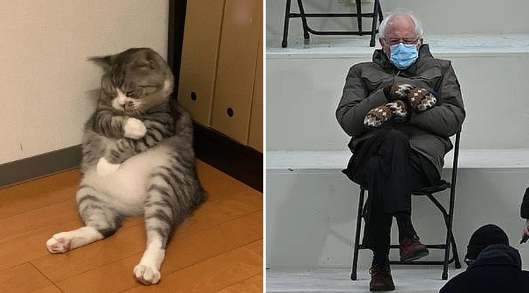 gatito_memes