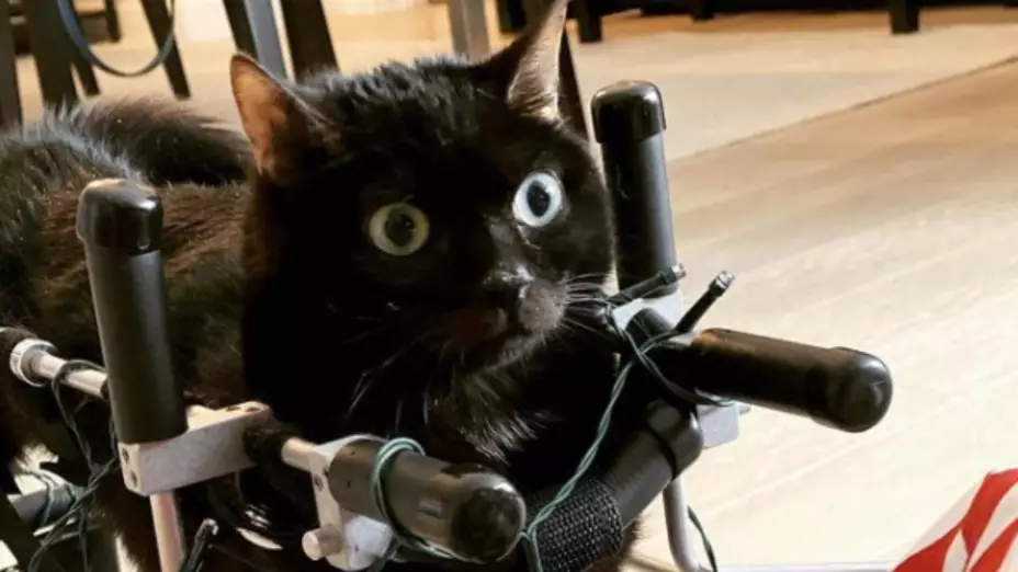 gatita_andadera_.jpg