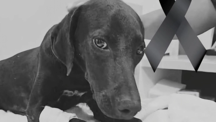 Así DESPIDEN en redes sociales a Negrita, la perrita que murió tras ser atropellada tres veces en Kanasín