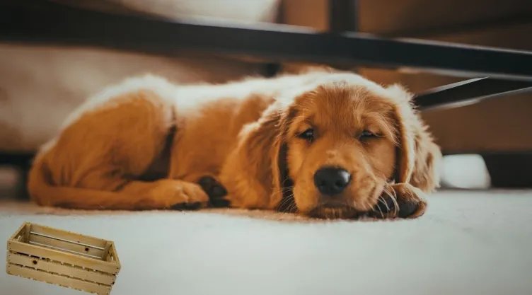 Ideas DIY Cómo convertir una caja de madera en una cama para mascotas.jpg