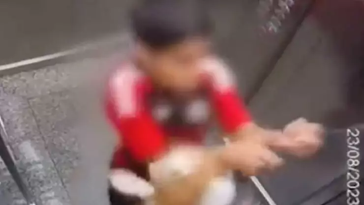 VIDEO Niño de 11 años salva a perrita de morir ahorcada en elevador