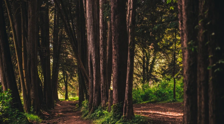 El sendero cerca de CDMX que tiene vistas impresionantes y es muy fácil de caminar