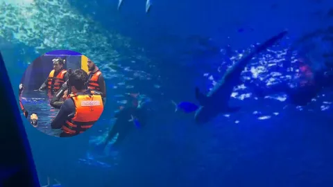 Nado con tiburones en Mazatlán, Sinaloa..jpg