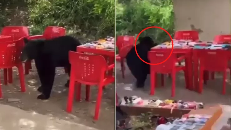 oso entra a universidad autónoma de Nuevo León y roba la mochila de un estudiante .jpg