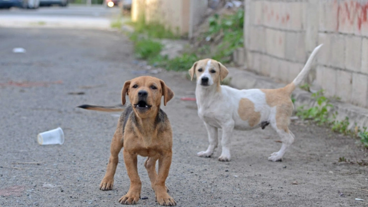 perros