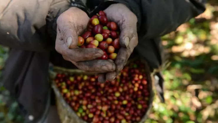 México lleva cafe a China