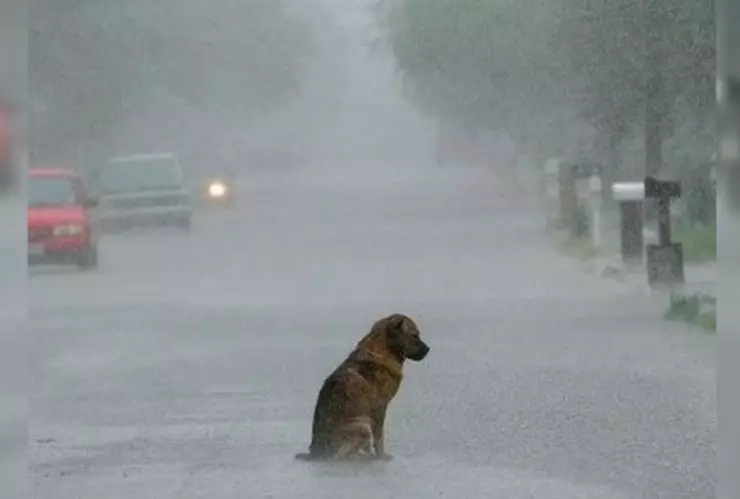 Cuidar mascotas ante el Norte en Veracruz