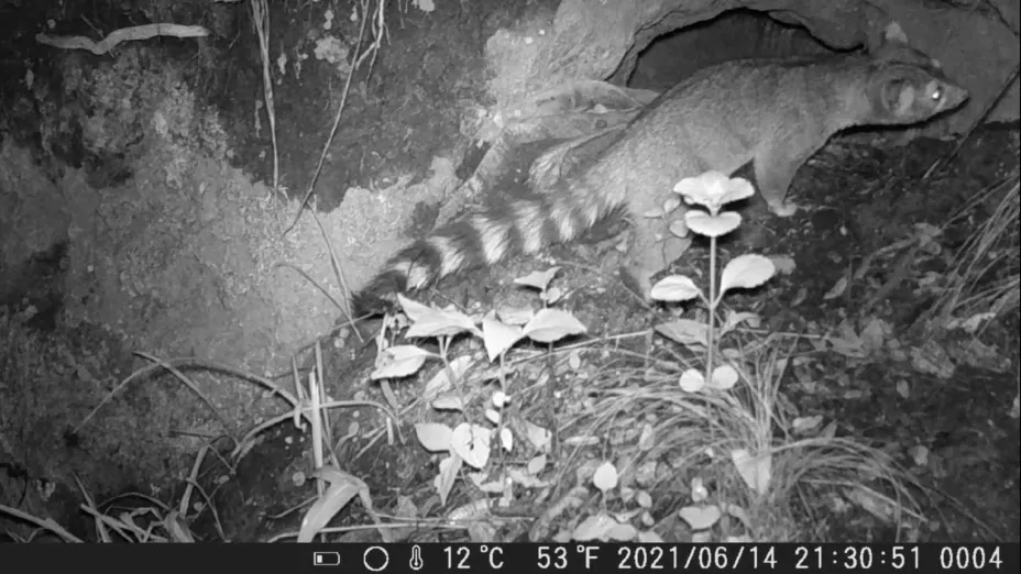 Fauna silvestre_sedema.jpeg