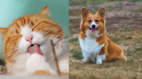 campaña de esterilización de perros y gatos el marqués marzo 2025.png