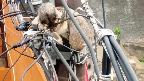 cacomixtle Álvaro Obregón elevador inclinado.jpg