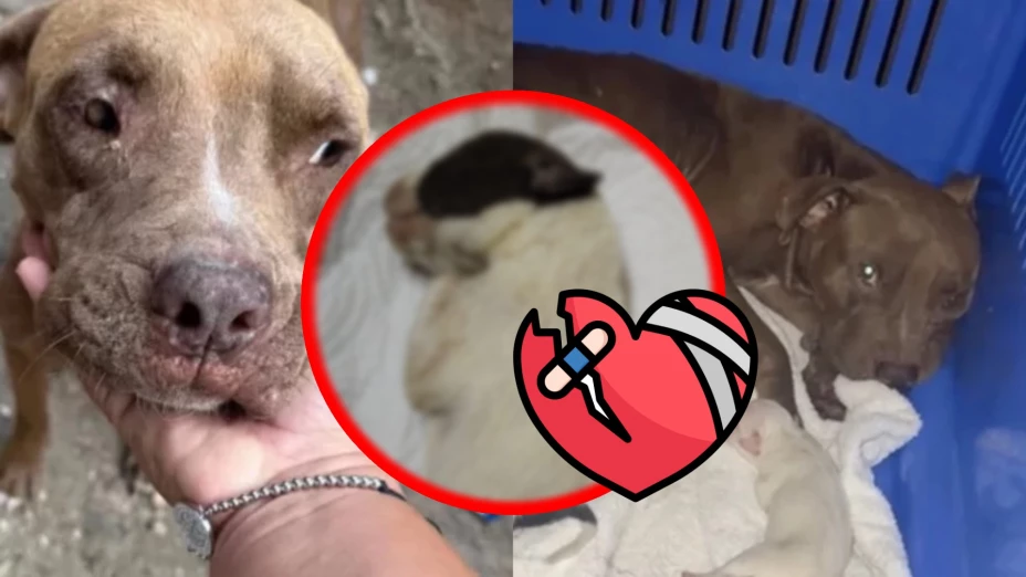 ¡ACTUALIZACIÓN! Muere cachorro de perrita pitbull abusada en Benito Juárez: ¿Qué fue lo que pasó?