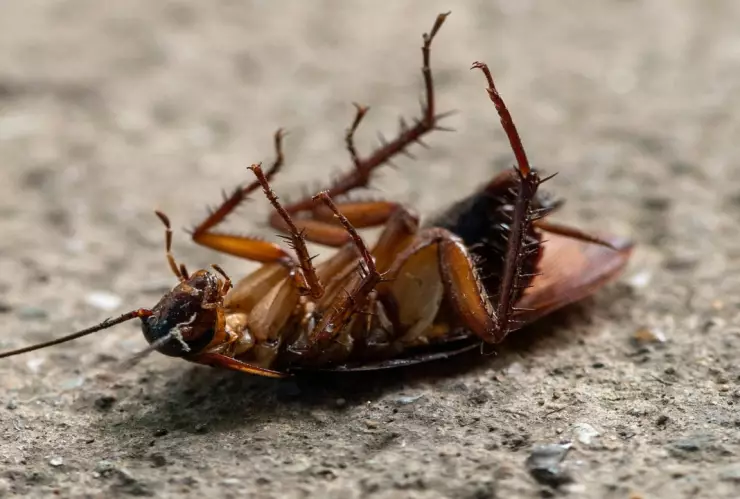 ¿Por qué las cucarachas proliferan durante el calor y cómo podemos combatirlas?