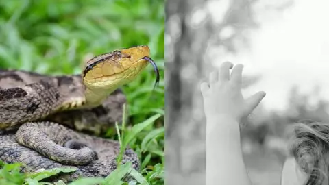 Nauyaca muerde a niña de 6 años en Felipe Carrillo Puerto y la deja en estado grave