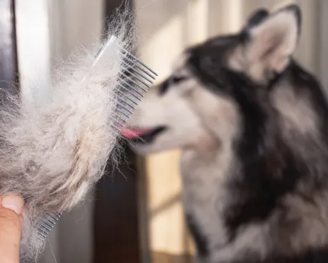 /mascotas/veterinarios-esta-es-razon-se-le-cae-pelo-perro