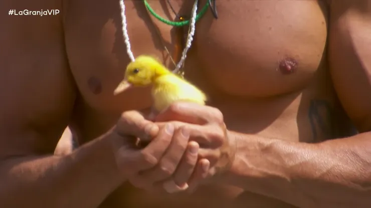 Julio patitos