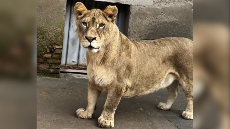 León de patas cortas se convierte en atracción.png