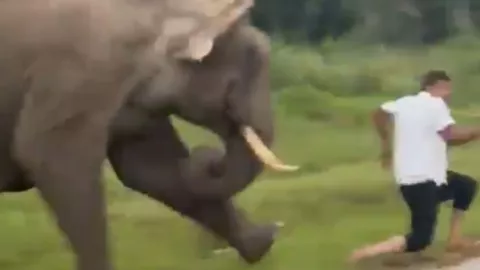 Un flash desata ataque de elefante contra visitante en India