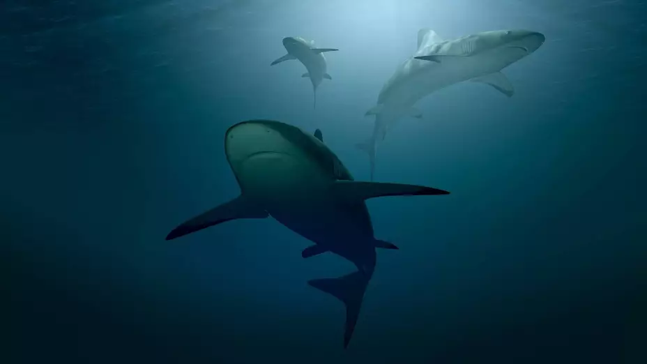 Tiburón