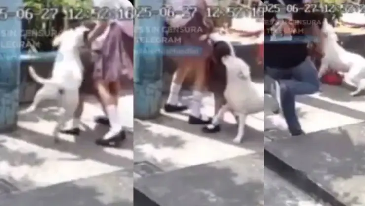 Pitbull-ataca-a-niña-de-4-años-en-Ecuador.jpg