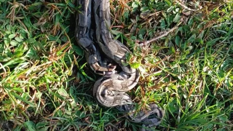 Capturan ENORME BOA EN predio de Progreso; así fue liberada