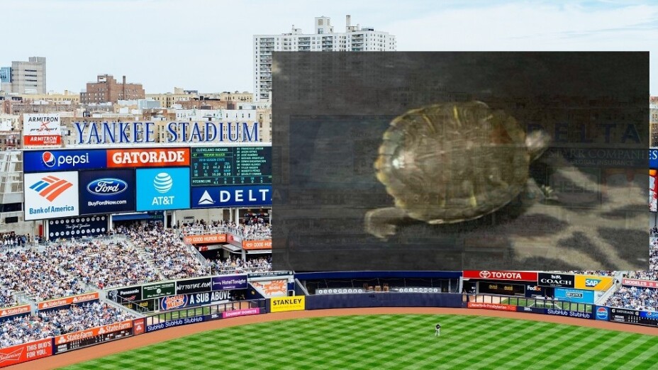 Yankees de Nueva York tienen tortuga Bronxie