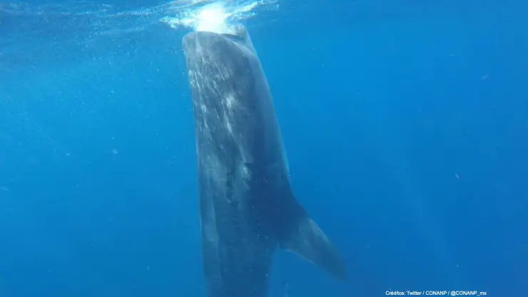 empresario monta tiburón ballena .jpg