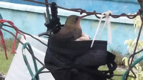 VIRAL Pájaro realiza su nido en un cubrebocas (FOTOS)