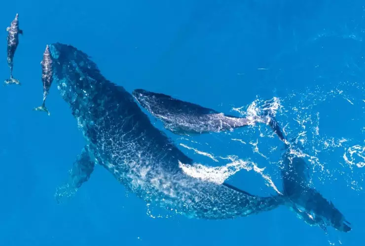 Ballenas en Estados Unidos