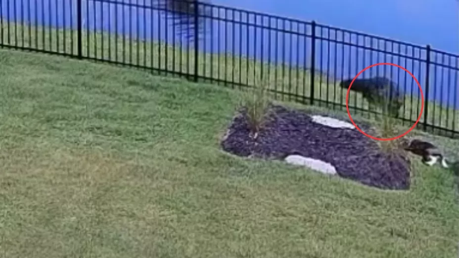 VIDEO | Mientras un perrito jugaba, un caimán intenta devorarlo pero se salva de milagro; así fue captado