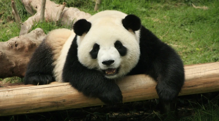 China es dueña de todos los pandas del mundo, menos de los de México