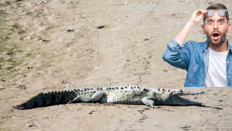 Las playas de Sinaloa donde más es probable que te salgan cocodrilos