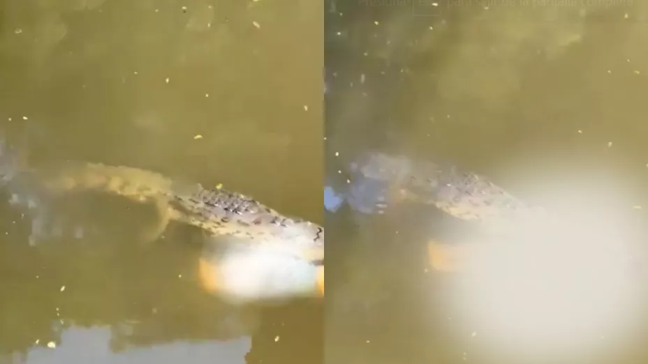 Futbolista muere devorado por un cocodrilo