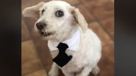 El perrito m&aacute;s elegante de tiktok