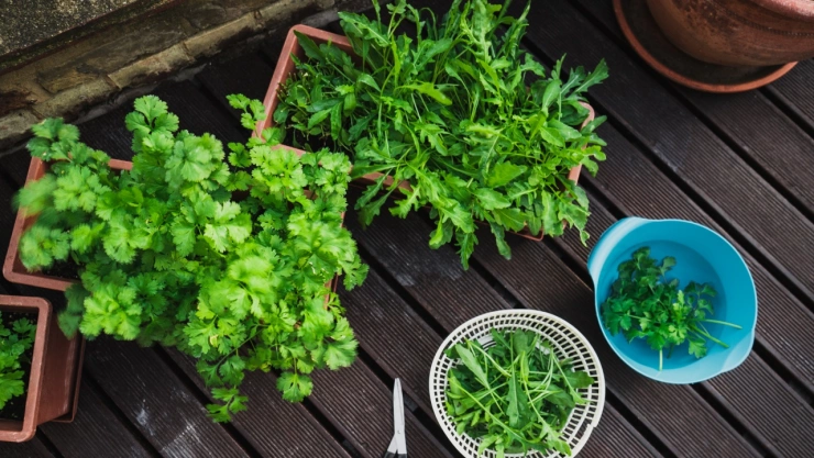 ¡Lo tendrás barato y fresco siempre! El paso a paso para plantar fácil una planta de cilantro en casa