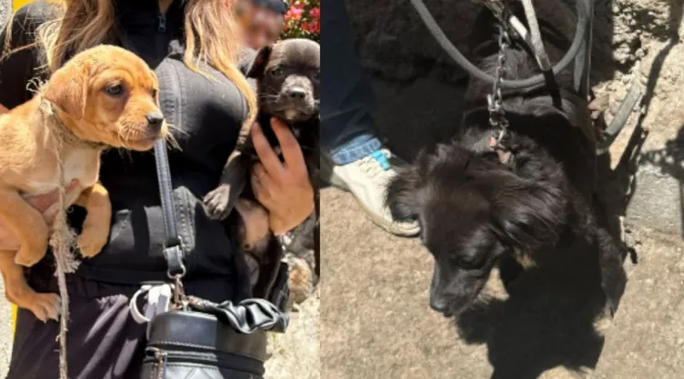 Rescate de perros en Naucalpan: Fiscalía de Edomex interviene por maltrato animal